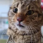 Znaleziono kota, Lublin, 22 marca 2026