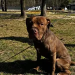 Pies do adopcji, Chełmek, 15 lutego 2026