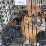 Znaleziono psa, Radom, 20 marca 2026