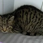 Znaleziono kota, Lublin, 20 marca 2026