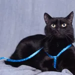 Vader —  kot który właśnie się odważył czeka na dom|Schronisko Promyk Gdańsk