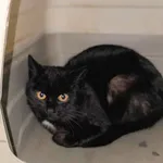 Znaleziono kota, Lublin, 19 marca 2026