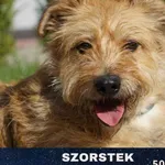 Pies do adopcji, Ciosny, 7 maja 2018