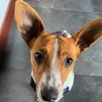 Pies do adopcji, Oborniki, 16 lutego 2026