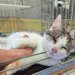 Znaleziono kota, Wrocław, 3 marca 2026