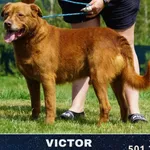 Pies do adopcji, Ciosny, 20 stycznia 2019