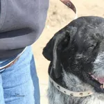 Pies do adopcji, Nowy Dwór Mazowiecki, 24 marca 2026