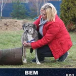 Pies do adopcji, Ciosny, 27 maja 2019