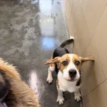 Pies do adopcji, Kraków, 10 marca 2026