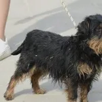 Pies do adopcji, Pabianice, 23 marca 2026