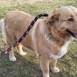 Znaleziono psa, Radom, 24 marca 2026