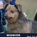 Pies do adopcji, Ciosny, 1 sierpnia 2018