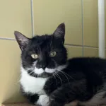 Kot do adopcji, Wrocław, 2 marca 2026