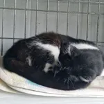 Kot do adopcji, Wrocław, 27 lutego 2026