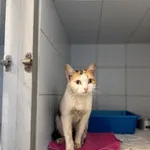 Znaleziono kota, Lublin, 23 marca 2026