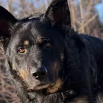 Pies do adopcji, Pieczyska, 26 marca 2026