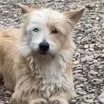 Pies do adopcji, Głowno, 26 marca 2026