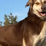 Pies do adopcji, Pieczyska, 25 marca 2026