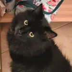 Zaginął kot, Jurgów, 26 marca 2026