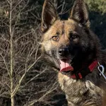 Pies do adopcji, Pieczyska, 25 marca 2026