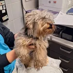 Znaleziono psa, Bydgoszcz, 24 marca 2026