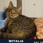 Kot do adopcji, Ciosny, 29 czerwca 2021