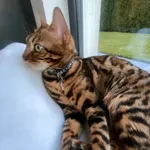 Zaginął kot, Łódź, 27 marca 2026