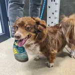 Znaleziono psa, Chełmek, 26 marca 2026