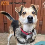 Pies do adopcji, Gdynia, 27 marca 2026