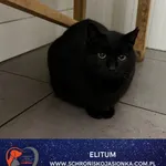 Kot do adopcji, Ciosny, 29 czerwca 2021