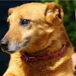 Pies do adopcji, Ciosny, 10 czerwca 2022