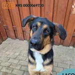 Pies do adopcji, Gdynia, 27 marca 2026