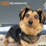 Pies do adopcji, Gdynia, 27 marca 2026