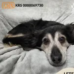 Pies do adopcji, Gdynia, 27 marca 2026