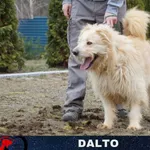 Dalto