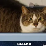 Kot do adopcji, Ciosny, 5 września 2020