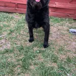 Znaleziono psa, Czartki, 26 marca 2026