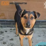 Pies do adopcji, Gdynia, 27 marca 2026