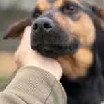 Pies do adopcji, Bełchatów, 11 grudnia 2021