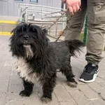 Znaleziono psa, Bydgoszcz, 21 marca 2026