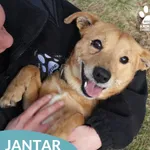 Pies do adopcji, Dąbrówka, 27 marca 2026