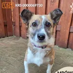 Pies do adopcji, Gdynia, 27 marca 2026