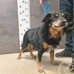 Znaleziono psa, Chełmek, 27 marca 2026