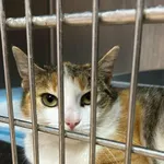 Kot do adopcji, Zgierz, 26 marca 2026