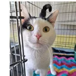 Kot do adopcji, Wrocław, 10 marca 2026