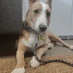MIA