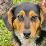 Pies do adopcji, Ropczyce, 27 marca 2026