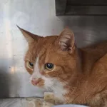 Kot do adopcji, Olsztyn, 25 marca 2026