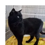 Kot do adopcji, Wrocław, 10 marca 2026