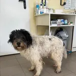 Znaleziono psa, Choszczno, 27 marca 2026